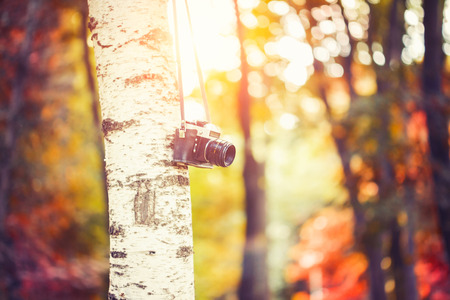 vintage camera hanging on a tree in parkの写真素材