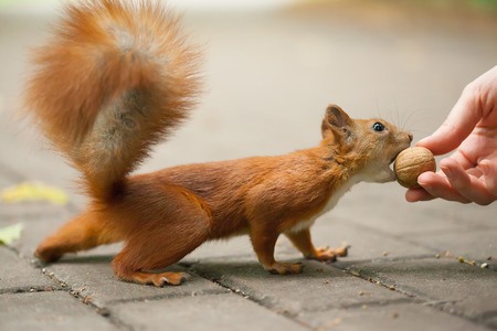 Squirrel in summer park 