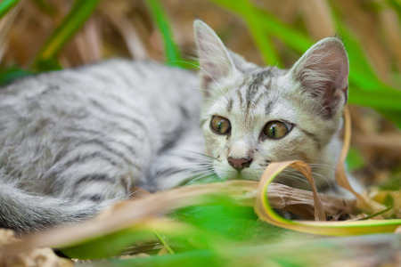 Close-up of a street cat wild cat domestic animal 