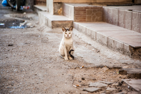 Street homeless cat, in Egyptの写真素材
