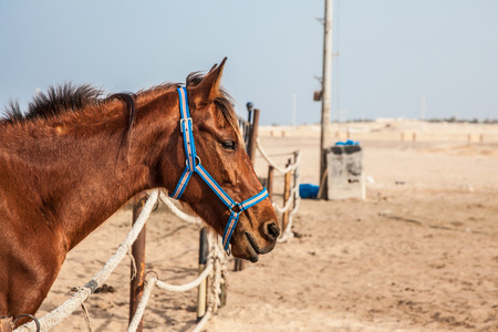 Horses in stall, on blue sky backgroundの写真素材