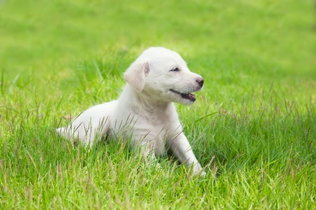 White happy puppy sitting on a grass
