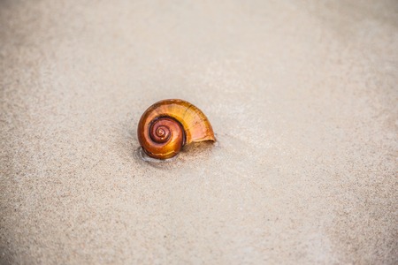 Sea snail on sand at low tideの写真素材