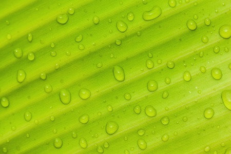 Beautiful green leaf with drops of waterの写真素材