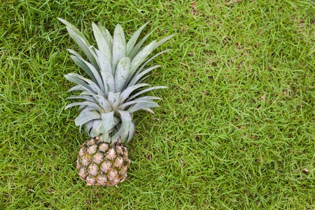 Single pineapple on a green grass backgroundの写真素材