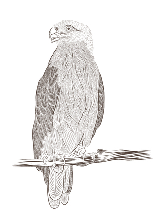 vector eagle sitting on branch in contourのイラスト素材