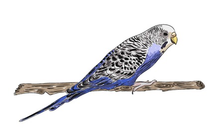 vector vivid realistic parrot sitting on tree branch. EPS