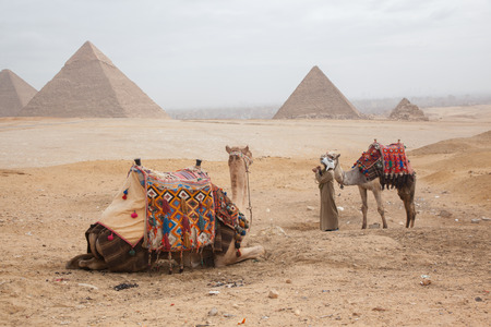Camel Egypt Cairo - Gizaの写真素材