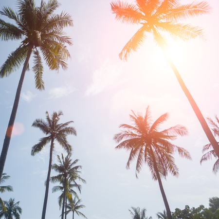 palm trees on a beautiful clouds on backの写真素材