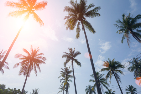 palm trees on a beautiful clouds on backの写真素材