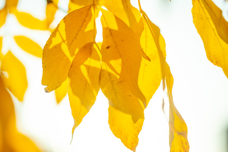 Autumn background with a close up yellow leavesの写真素材