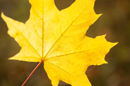 Autumn background with a close up yellow leavesの写真素材