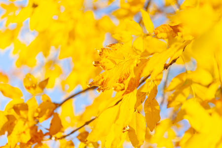 Autumn background with a close up yellow leavesの写真素材