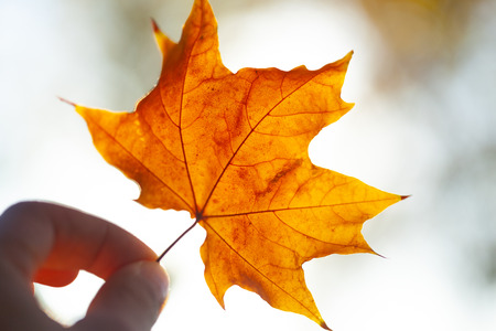 Autumn background with a close up yellow leavesの写真素材