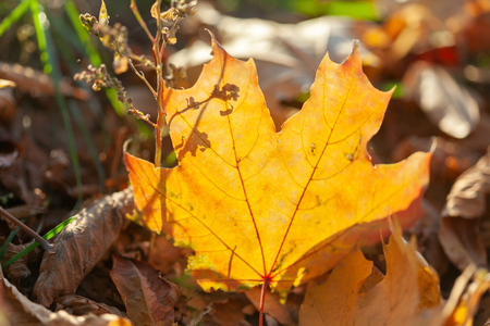 Autumn background with a close up yellow leavesの写真素材