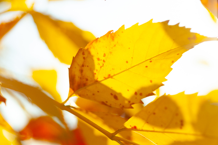 Autumn background with a close up yellow leavesの写真素材