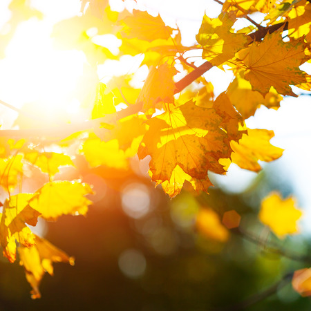Autumn background with a close up yellow leavesの写真素材