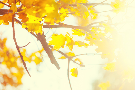 Autumn background with a close up yellow leavesの写真素材
