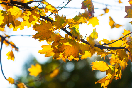 Autumn background with a close up yellow leavesの写真素材