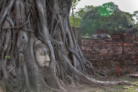 Stone head of Buddha surrounded by bodhi tree's roots in Wat Prha Mahathat Temple in Ayutthaya, Thailandの写真素材