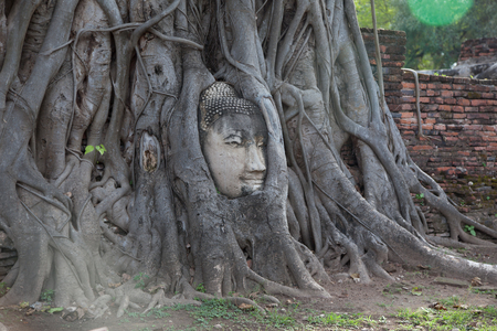 Stone head of Buddha surrounded by bodhi tree's roots in Wat Prha Mahathat Temple in Ayutthaya, Thailandの写真素材