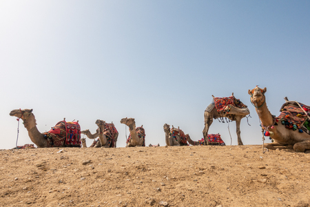 Camel in Egypt, on plato of Gizaの写真素材