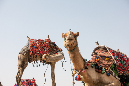 Camel in Egypt, on plato of Gizaの写真素材