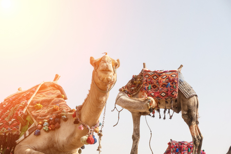 Camel in Egypt, on plato of Gizaの写真素材