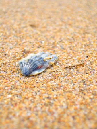 marine cockleshell sand