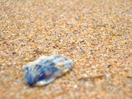 marine cockleshell sand 4の写真素材