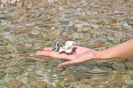 seashells on the woman hand 