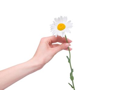 daisy in the woman's handの写真素材