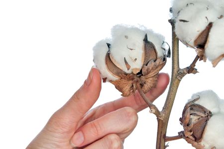 a branch of cotton in the woman's handの写真素材