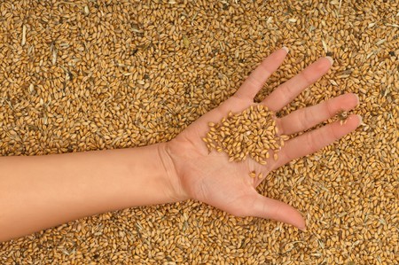 A handful of grains in the woman's handの写真素材