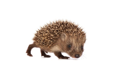 The small prickly hedgehog in motion looks at meの写真素材