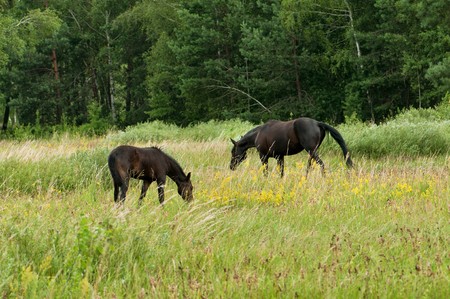 The horse and foal are grazed on a green meadow near woodsの写真素材