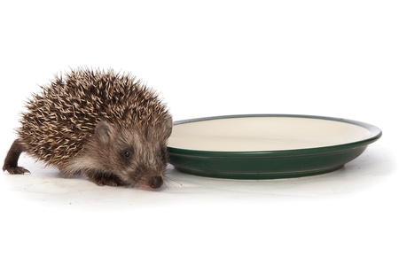 small grey prickly hedgehog gathering to drink milk from the plateの写真素材