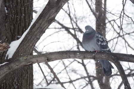 beautiful Pigeons sit on the tree branchの写真素材