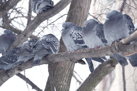 beautiful Pigeons sit on the tree branchの写真素材