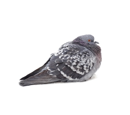 One grey pigeon isolated on white backgroundの写真素材