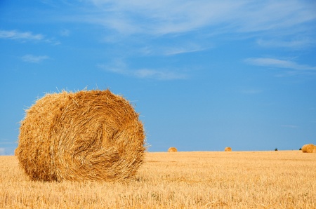 harvested field with straw bales in summer