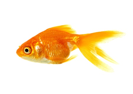 Gold fish  Isolation on the white backgroundの写真素材