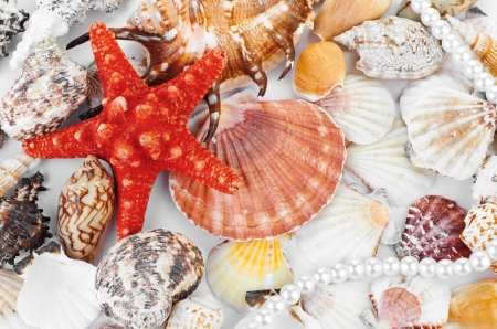 a scallops collection and a red starfishの写真素材