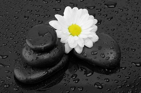 black stones and white flower with water dropsの写真素材