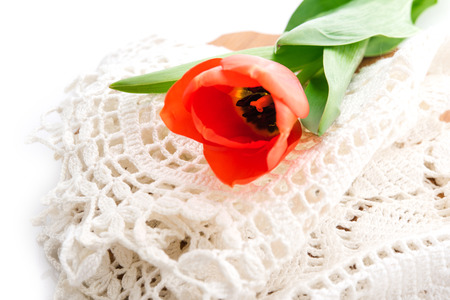 red tulips on white backgroundの写真素材