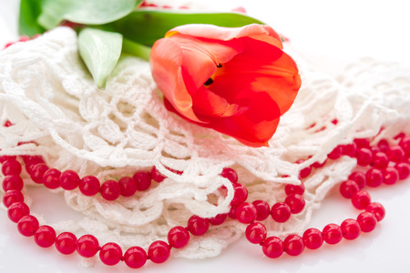 red tulips on white backgroundの写真素材