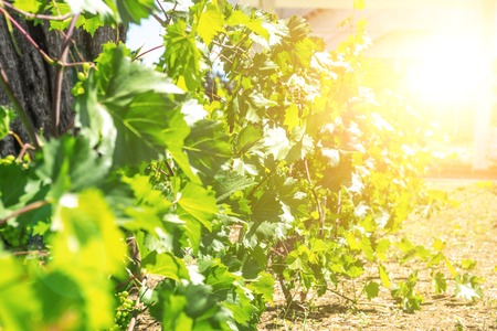 chardonnay Wine grapes in vineyard raw ready for harvestの写真素材