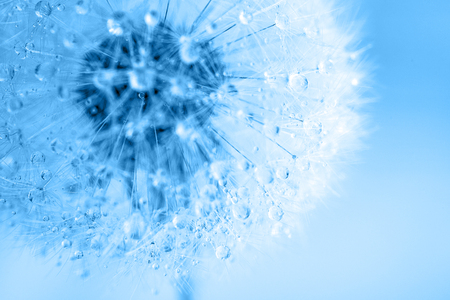 dandelion macroの写真素材