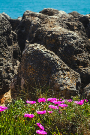 A close-up of vibrant pink flowers growing among lush greenery on a rocky coastal terrain, with large weathered stones in the background and the blue ocean visible in the distance under a bright skyの写真素材