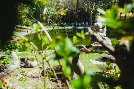 a serene park scene with a few geese walking on the grass near a small pond. The pond has calm green water, and a large, weathered statue of a seated figure decorates the edge of the water, adding a classical touch to the settingの写真素材